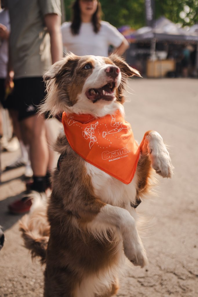 Chien berger australien avec un bandana Salomon de Gravelooza 2025 qui donne la patte